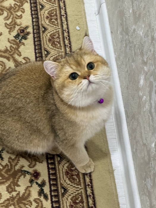 Biritaniski shinshila