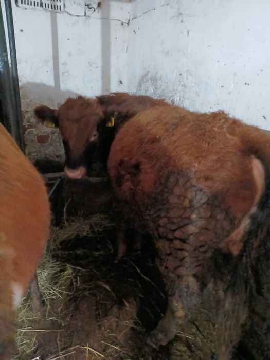 Vând  vaci  la alegere