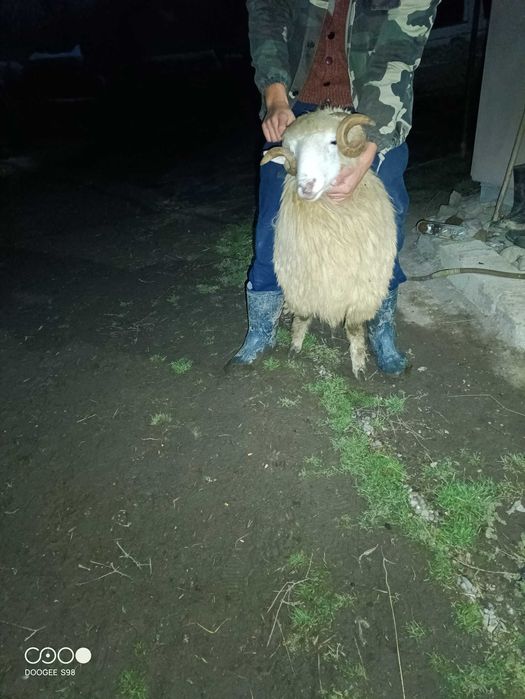 Berbecuț băl din fevruarie de vânzare sau schimb cu berbecuț/oaie