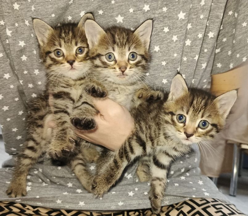 Котят отдам в добрые рук