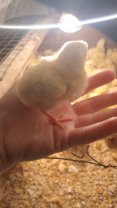 Цыплята бройлера