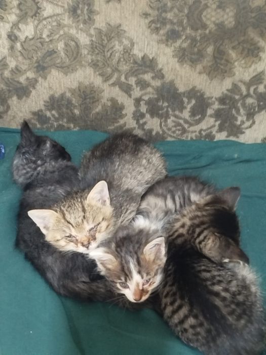 Отдам котят в хорошие руки