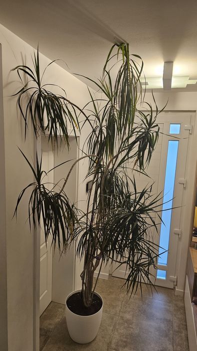 Vand Dracaena marginata (Dracaena cu frunze înguste),Vand Dracaena marginata (Dracaena cu frunze înguste)