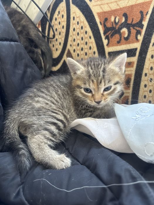 Отдам даром котят