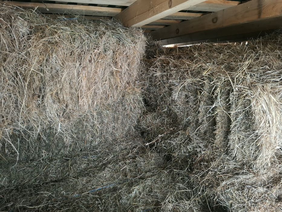 Baloti fan si lucernă