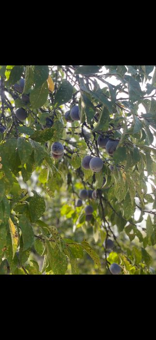 Prune soi anaspet de vanzare