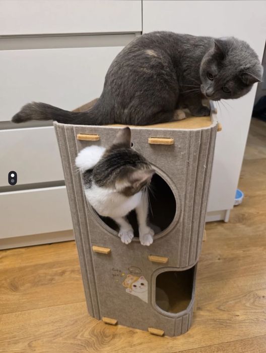 Двухэтажный домик для котят и кошек мелких пород до 5 кг