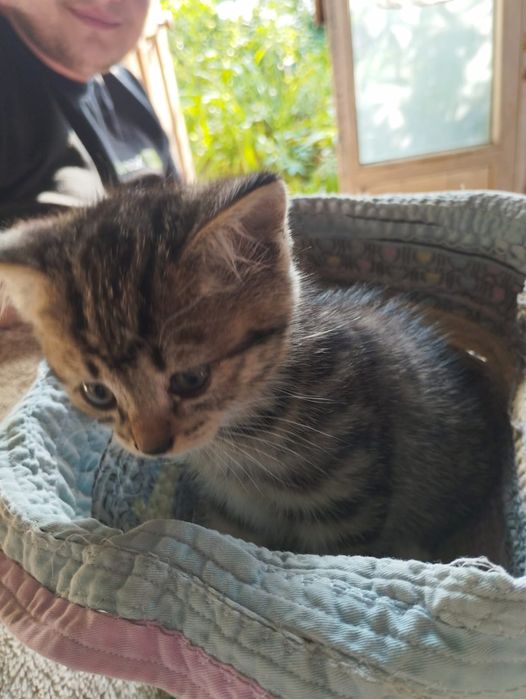 Отдам котят в надёжные руки