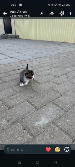 Отдам котят бесплатно