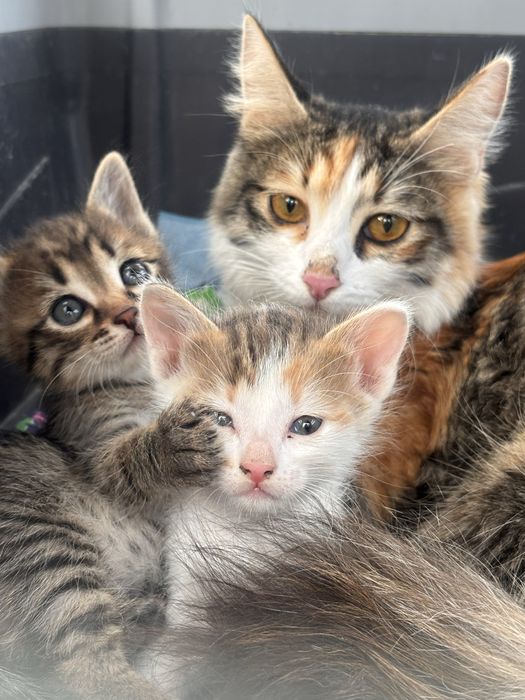 Котята разные в добрые руки
