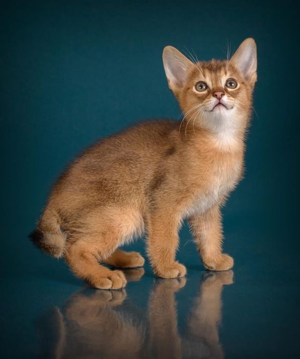 ЧАУЗИ с Документами и ТИТУЛАМИ