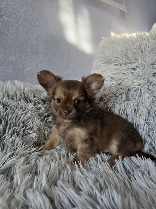 чихуа-хуа момченце