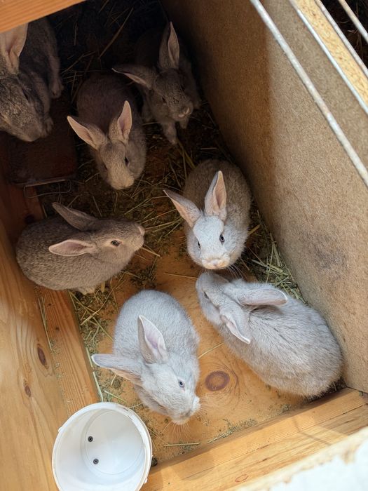 Кролики кролчата