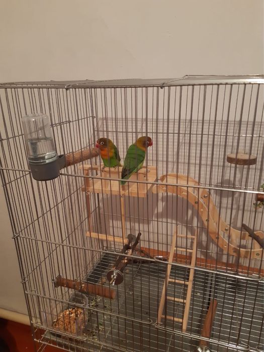 Попугаи неразлучники