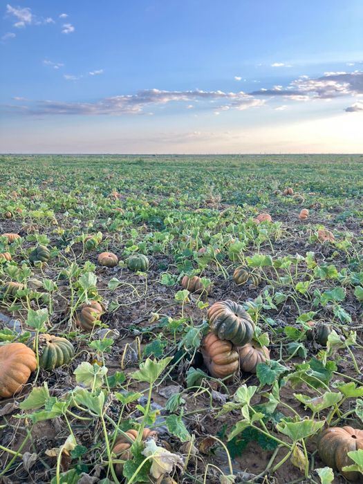 Продам домашнюю тыкву