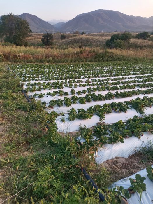 Продается участок земли ИЖС