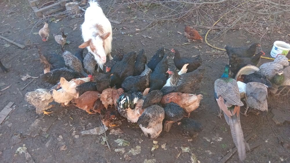 Brașov ouă bio pentru consum  sau păsări