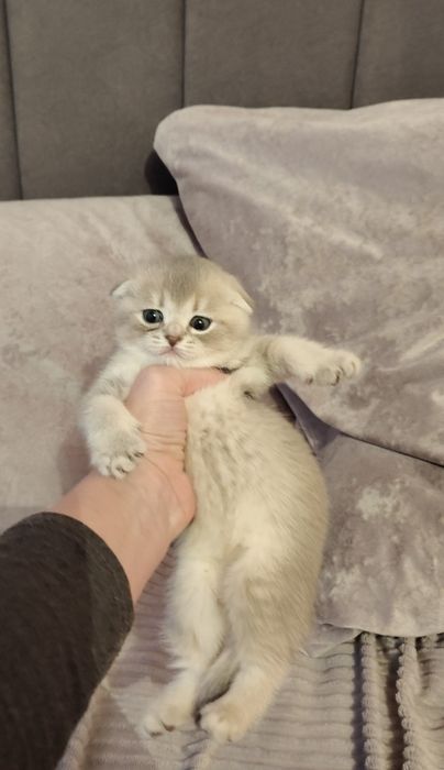 Алматы котята Шикарные Малыши