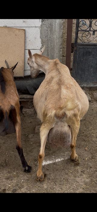 Iedut din mama buna de lapte