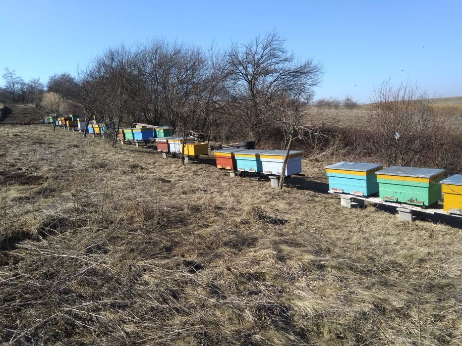 Vand familii albine MER pe rame de 1/2