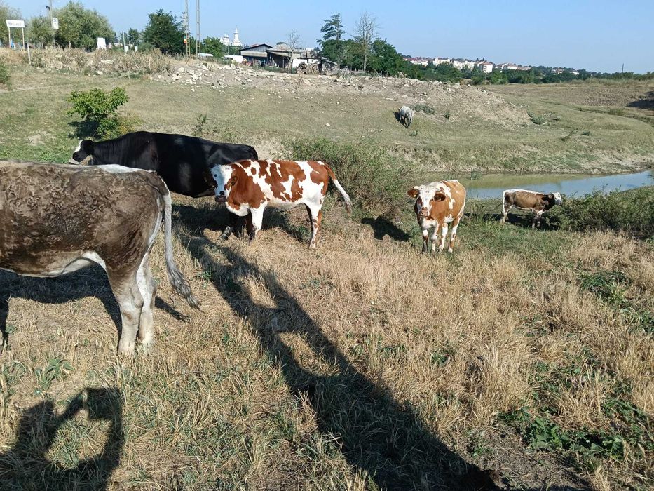 Vând Vaci și Viței din Iași, Belcești