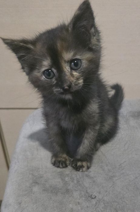 Отдам милых котят крысоловки