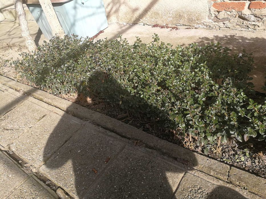 Разсад жив плет продавам