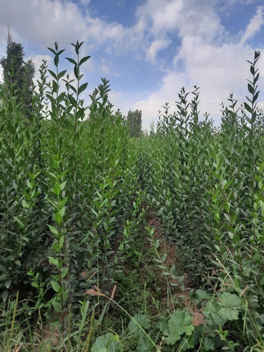 Вязь Карагач Сеянцы