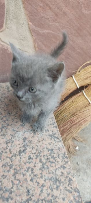 Котята хорошие красивые.