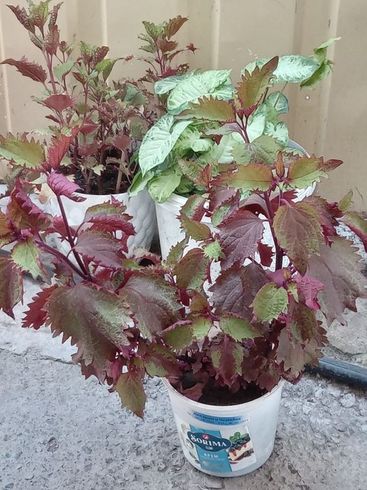 Кабинетке, үйге арналған гүл