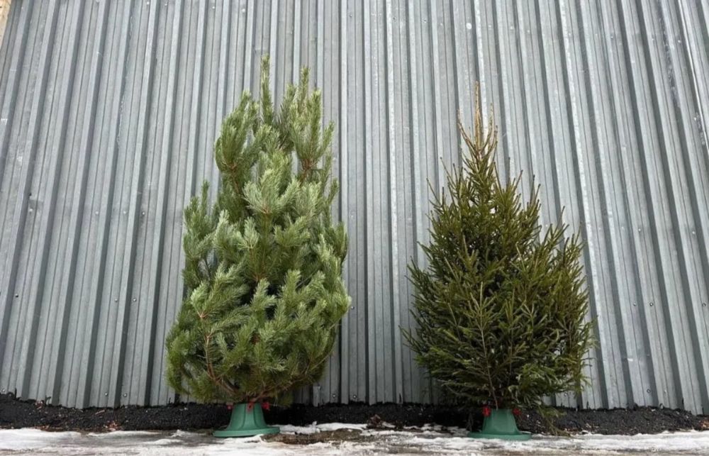 Ветки елки,ветки пихты,живая елка,живая сосна,живая ель