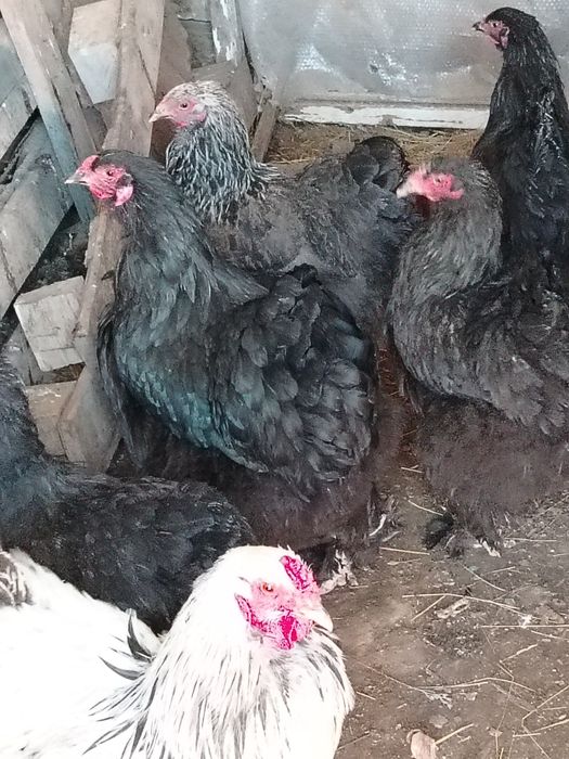 Инкубационные яйца брама