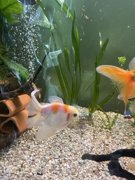 Pesti de acvariu Carasi de vanzare