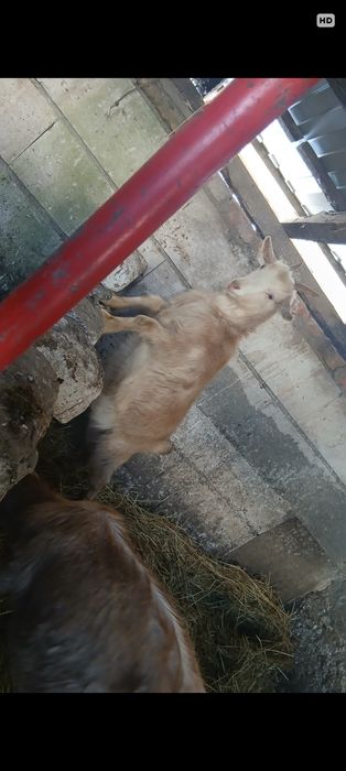 Vând căpriță de un an și. O capră care trebuie să fete și o oaie și mi