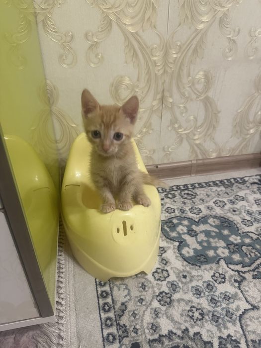 Отдам котенка в добрые руки