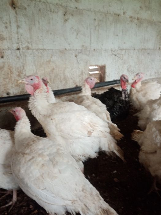 Куркалар сотилади