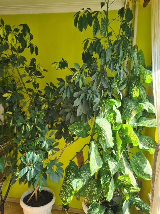 Големи стайни растения - Шефлера и Дифенбахия