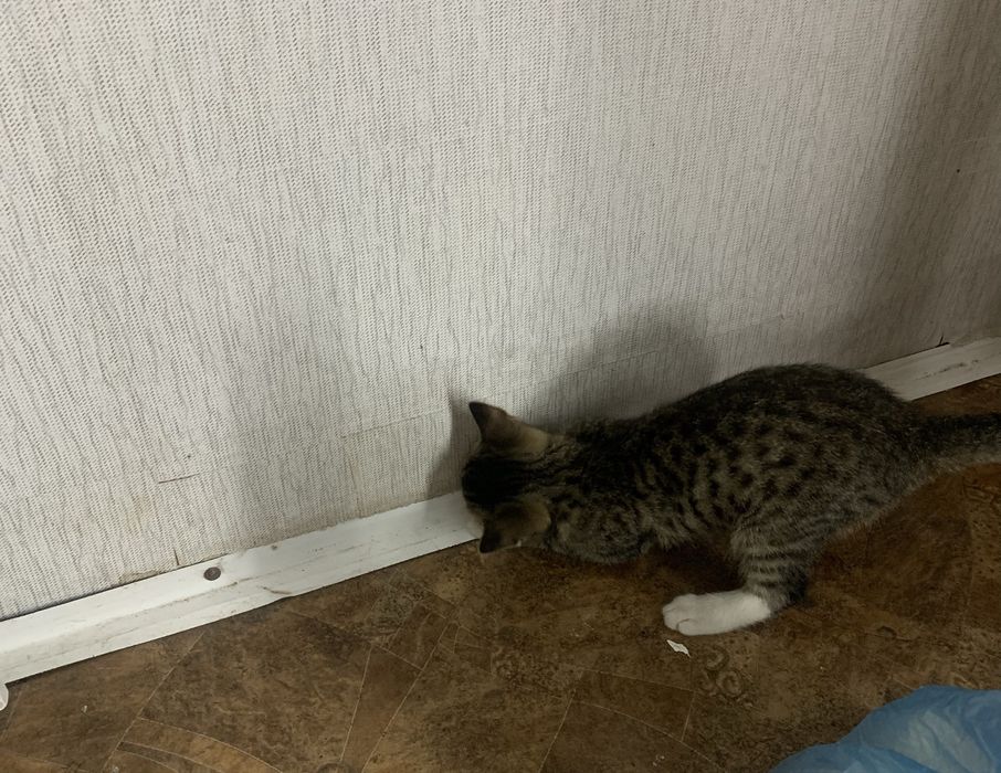 Отдам котенка бесплатно