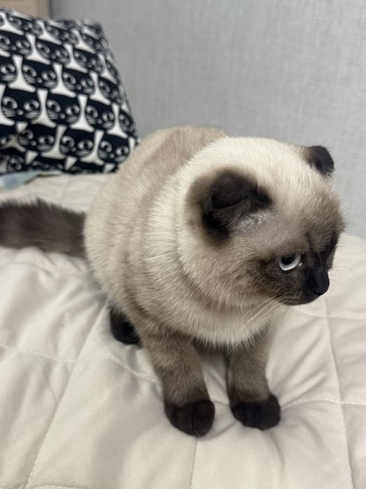 шотландская короткошертская