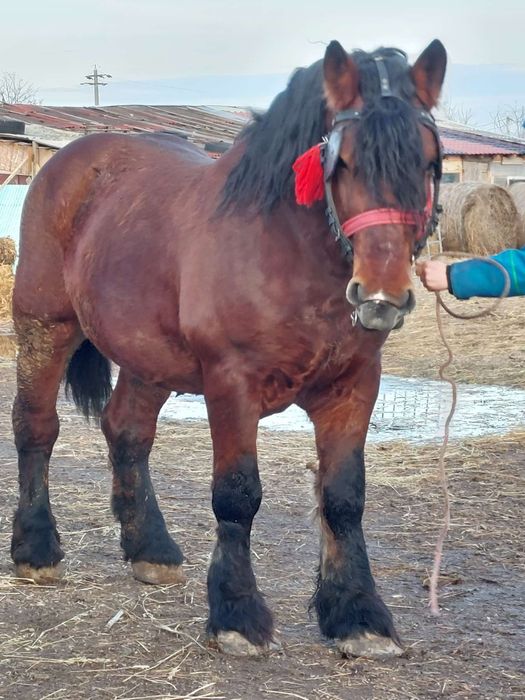 Armăsar de monta și posibilă vânzare