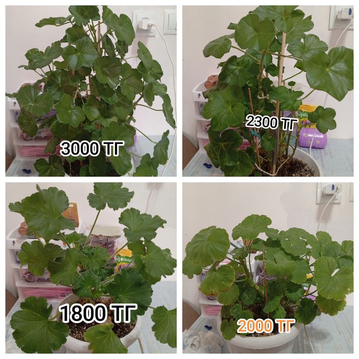 Продам домашние цветы