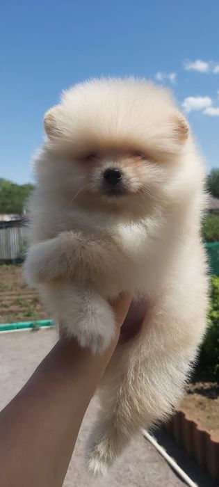 Шпицы кремовые готовы к переезду