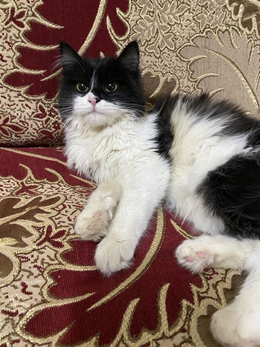 Mushuk sotiladi aqilli mehribon mushuk      mehribon qollarga beriladi