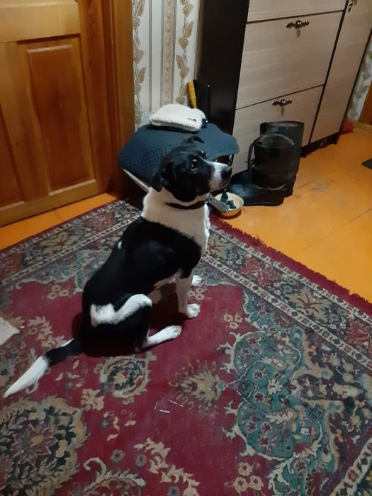 Отдам в добрые руки собаку