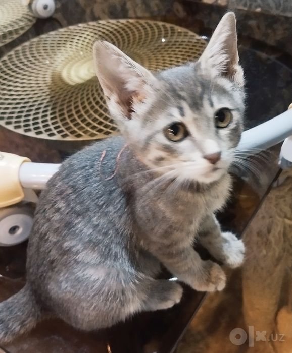 Котенок девочка Трикси (3 мес)