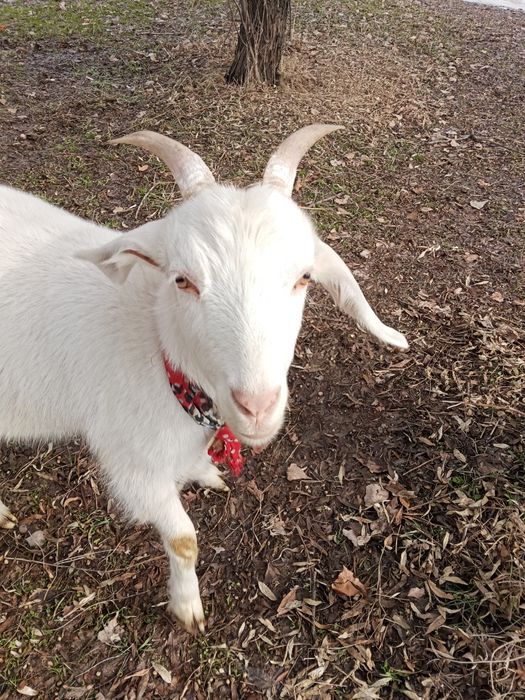 Коза молодая заннен