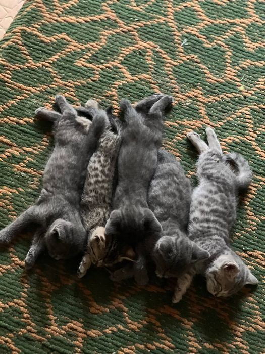 Продаётся котёнки