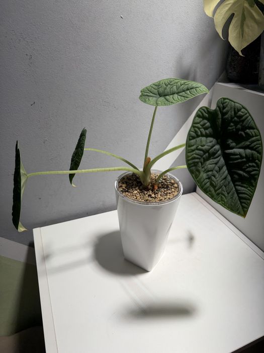 Алоказии разные