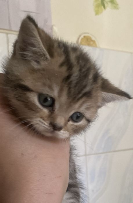 Котята британские