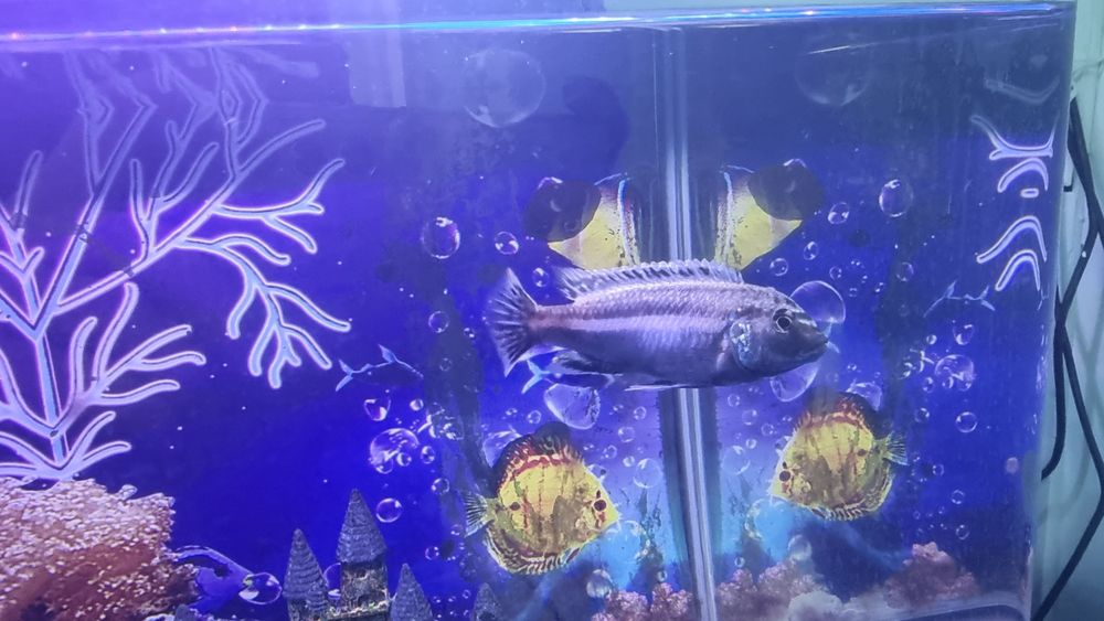 Аквариумные рыба цыхлиди